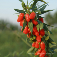 Thé de thé goji berry